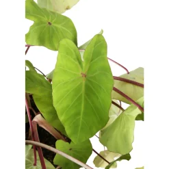 NA Plantes De Haies | Colocasia - Pot 10L