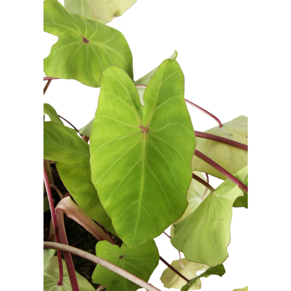 NA Plantes De Haies | Colocasia - Pot 10L