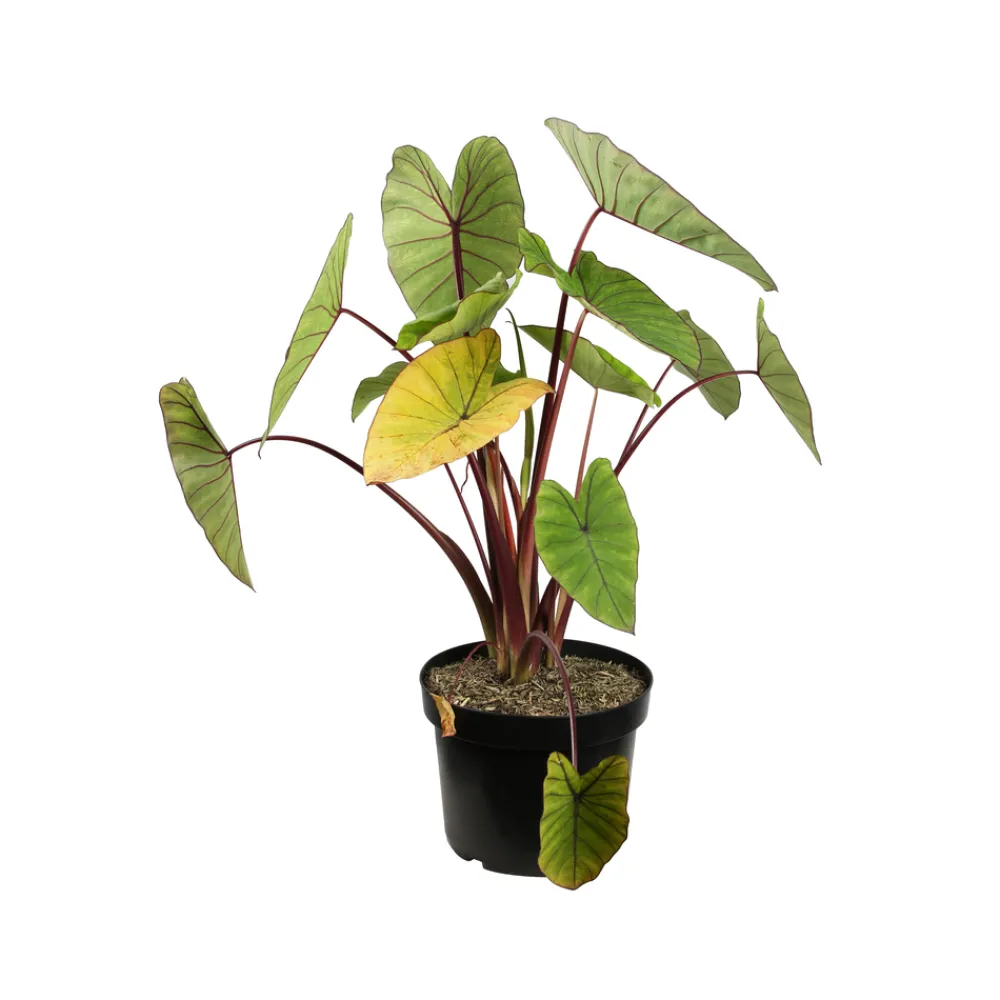 NA Plantes De Haies | Colocasia - Pot 10L