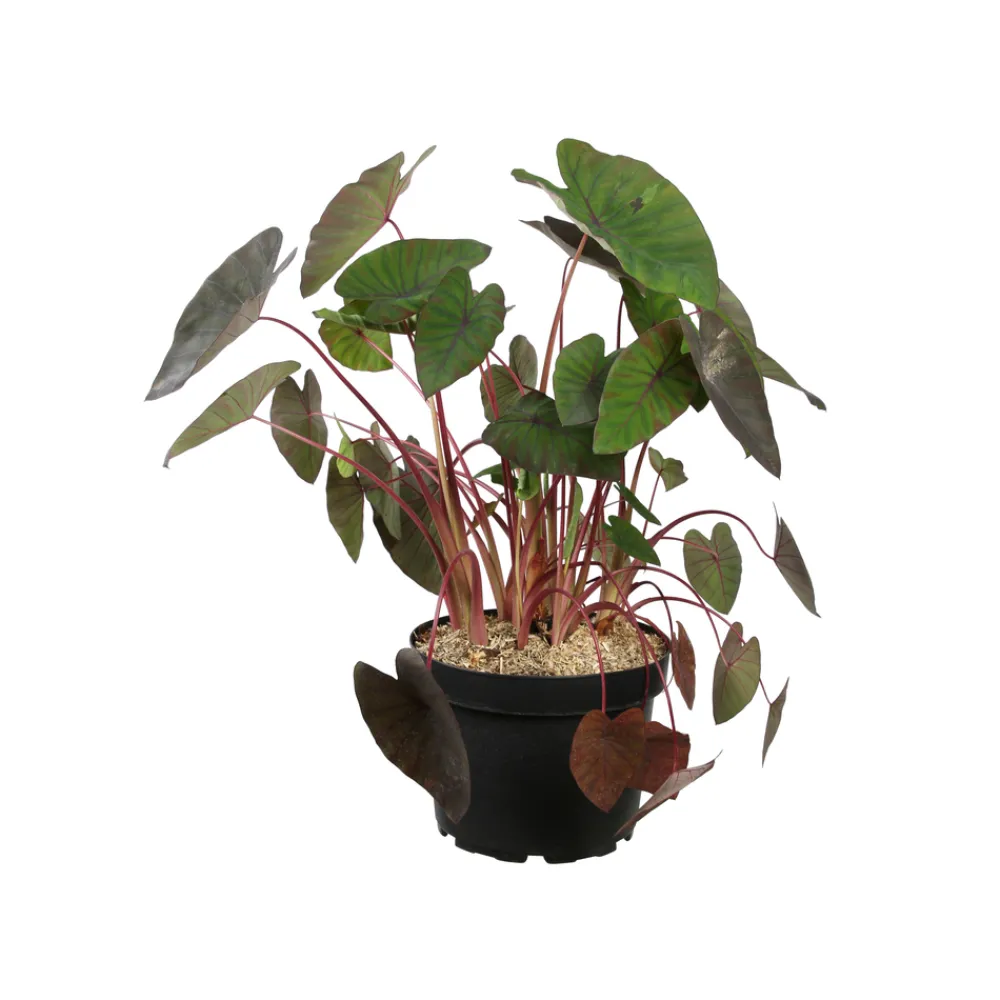 NA Plantes De Haies | Colocasia - Pot 10L