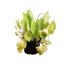 NA Plantes De Haies | Colocasia - Pot 10L