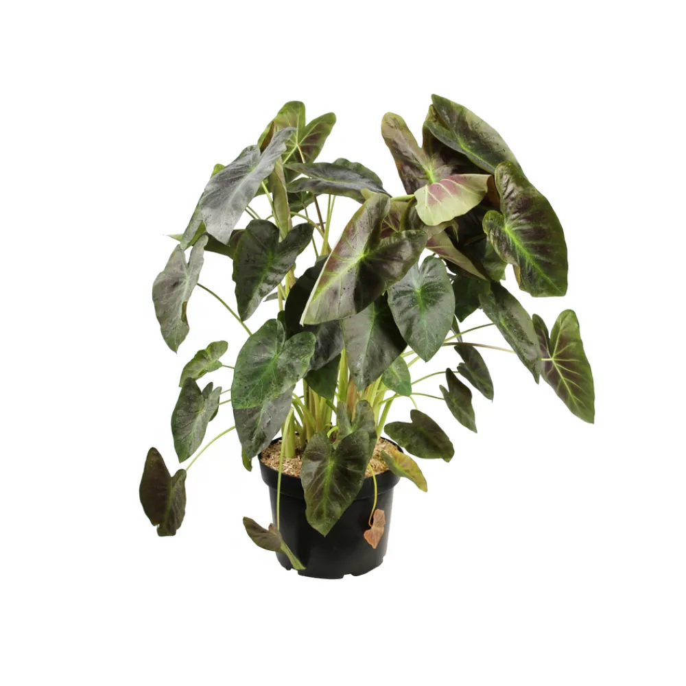 NA Plantes De Haies | Colocasia - Pot 10L