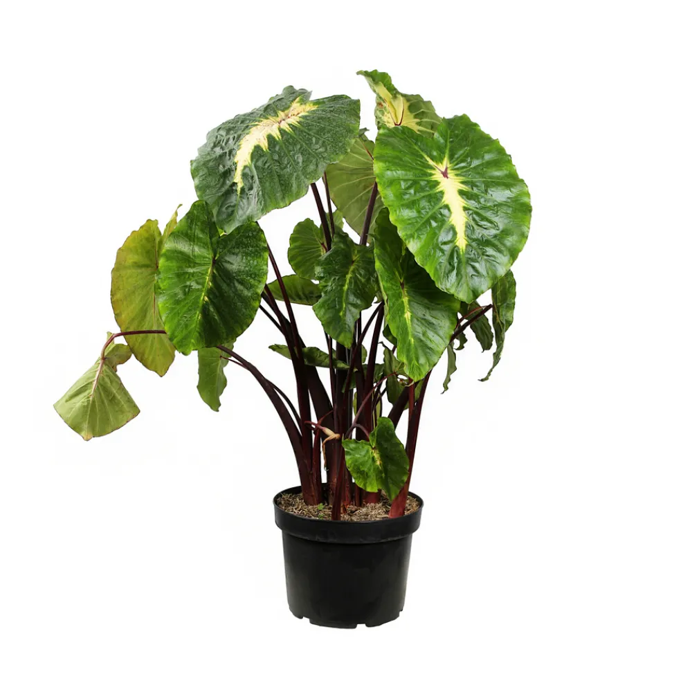 NA Plantes De Haies | Colocasia - Pot 10L