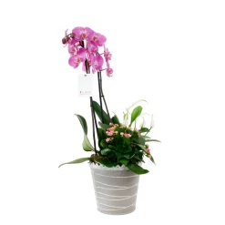 NA Terrariums Et Compositions | Composition d’Automne d'intérieur : pot zinc (5) - Coloris variables