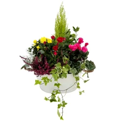 NA Composition de plantes d'intérieur dans pot en Zinc