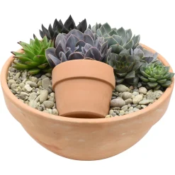 NA Composition de plantes succulentes en pot terre cuite : D.34cm