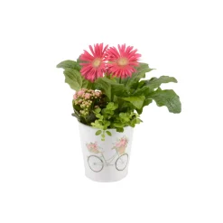 NA Composition "Merci", 1 plante : pot D.8cm Outlet