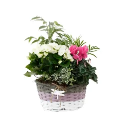 NA Terrariums Et Compositions | Composition Panier Fleuri : 5 plantes- Coloris variables (N5).