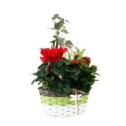 NA Composition Panier Fleuri : 5 plantes- Coloris variables (N3). Clearance