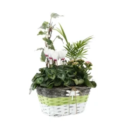 NA Composition Panier Fleuri : 5 plantes- Coloris variables (N3). Clearance