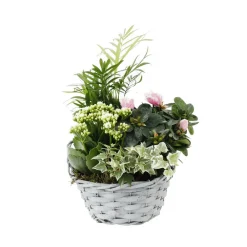 NA Composition Panier Fleuri : 4 plantes- Coloris variables (N2). Outlet
