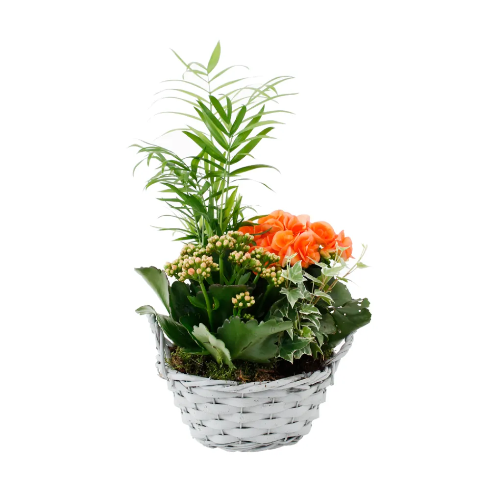 NA Composition Panier Fleuri : 4 plantes- Coloris variables (N2). Outlet