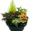 NA Composition 5 plantes, coloris variables : coupe plastique Online