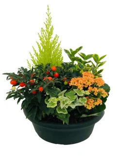 NA Composition 5 plantes, coloris variables : coupe plastique Online