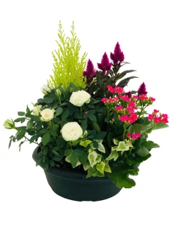 NA Composition 5 plantes, coloris variables : coupe plastique Online