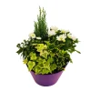 NA Composition 4 plantes en coupe plastique Clearance