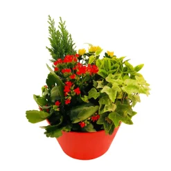 NA Composition 4 plantes en coupe plastique Clearance