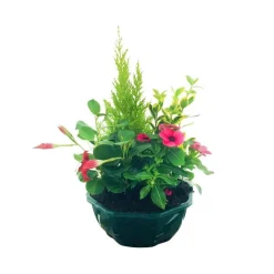NA Composition 4 plantes en coupe plastique Clearance
