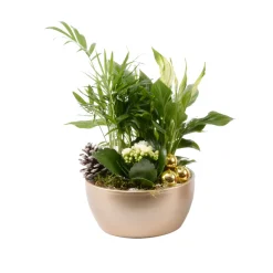 Creation Truffaut Terrariums Et Compositions | - Compo Orchidée et 3 plantes H35cm, pot D19cm