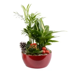 Creation Truffaut Terrariums Et Compositions | - Compo Orchidée et 3 plantes H35cm, pot D19cm