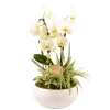Creation Truffaut - Compo Orchidée et 2 plantes, pot D23cm Outlet