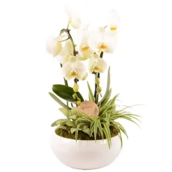 Creation Truffaut - Compo Orchidée et 2 plantes, pot D23cm Outlet