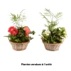 Creation Truffaut - Compo 4 plantes d'intérieur en panier H45cm Discount