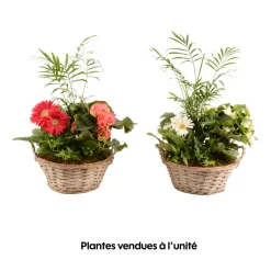 Creation Truffaut - Compo 4 plantes d'intérieur en panier H45cm Discount