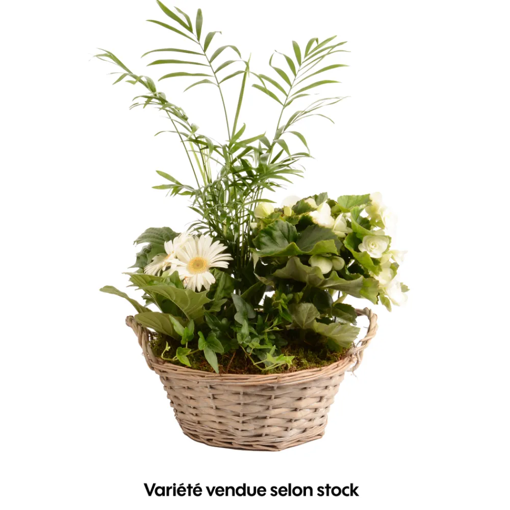 Creation Truffaut - Compo 4 plantes d'intérieur en panier H45cm Discount