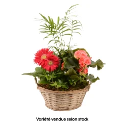 Creation Truffaut - Compo 4 plantes d'intérieur en panier H45cm Discount