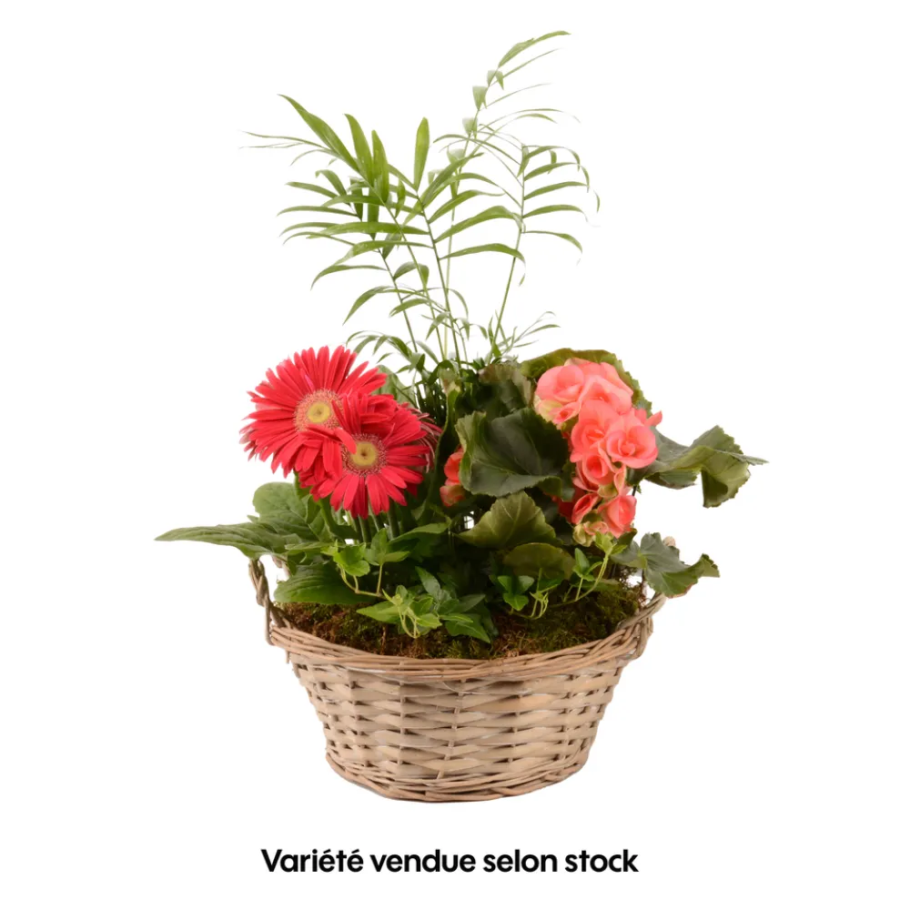 Creation Truffaut - Compo 4 plantes d'intérieur en panier H45cm Discount
