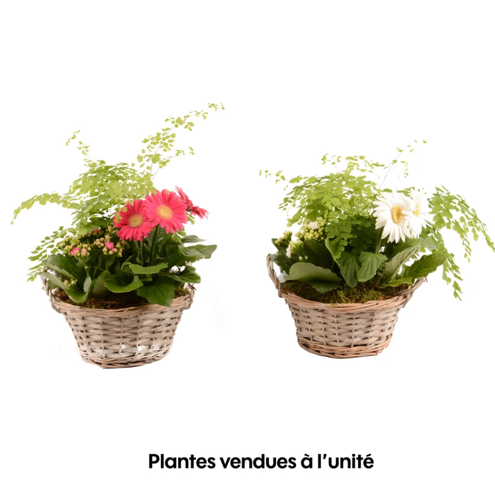 Creation Truffaut - Compo 3 plantes d'intérieur en panier H35cm