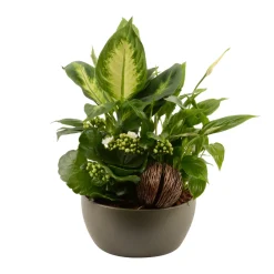 Creation Truffaut - Composition "Forêt" de 3 plantes : contenant D.19cm Best