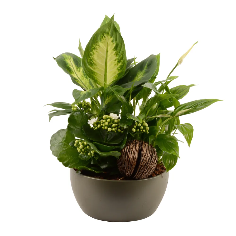 Creation Truffaut - Composition "Forêt" de 3 plantes : contenant D.19cm Best