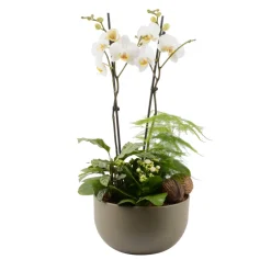 Creation Truffaut Terrariums Et Compositions | - Composition "Forêt" 4 plantes avec un Phalaenopsis : contenant D.30cm