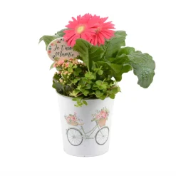 Creation Truffaut - Composition 3 plantes avec pot décoratif : D.15xH.36cm Clearance