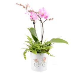 Creation Truffaut Terrariums Et Compositions | - Composition orchidées Kolibri : pot décoratif D.12,5xH.45cm
