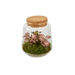 Creation Truffaut - Composition Hypoestes et Fittonia dans terrarium de D.15cm/H.17cm New