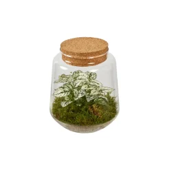 Creation Truffaut - Composition Hypoestes et Fittonia dans terrarium de D.15cm/H.17cm New