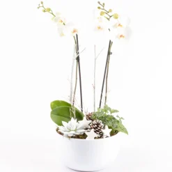 Creation Truffaut Terrariums Et Compositions | - Composition cérémonie - 3 plantes - D 25cm