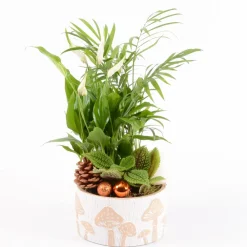Creation Truffaut Terrariums Et Compositions | - Composition Nature - 3 plantes - D16cm