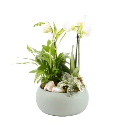 Creation Truffaut Terrariums Et Compositions | - Composition Phalaenopsis avec 3 plantes - Cache pot vert D.20cm/H.45cm
