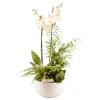 Creation Truffaut - Composition florale Phalaenopsis avec 4 plantes - Pot D.25cm/H.65cm Outlet
