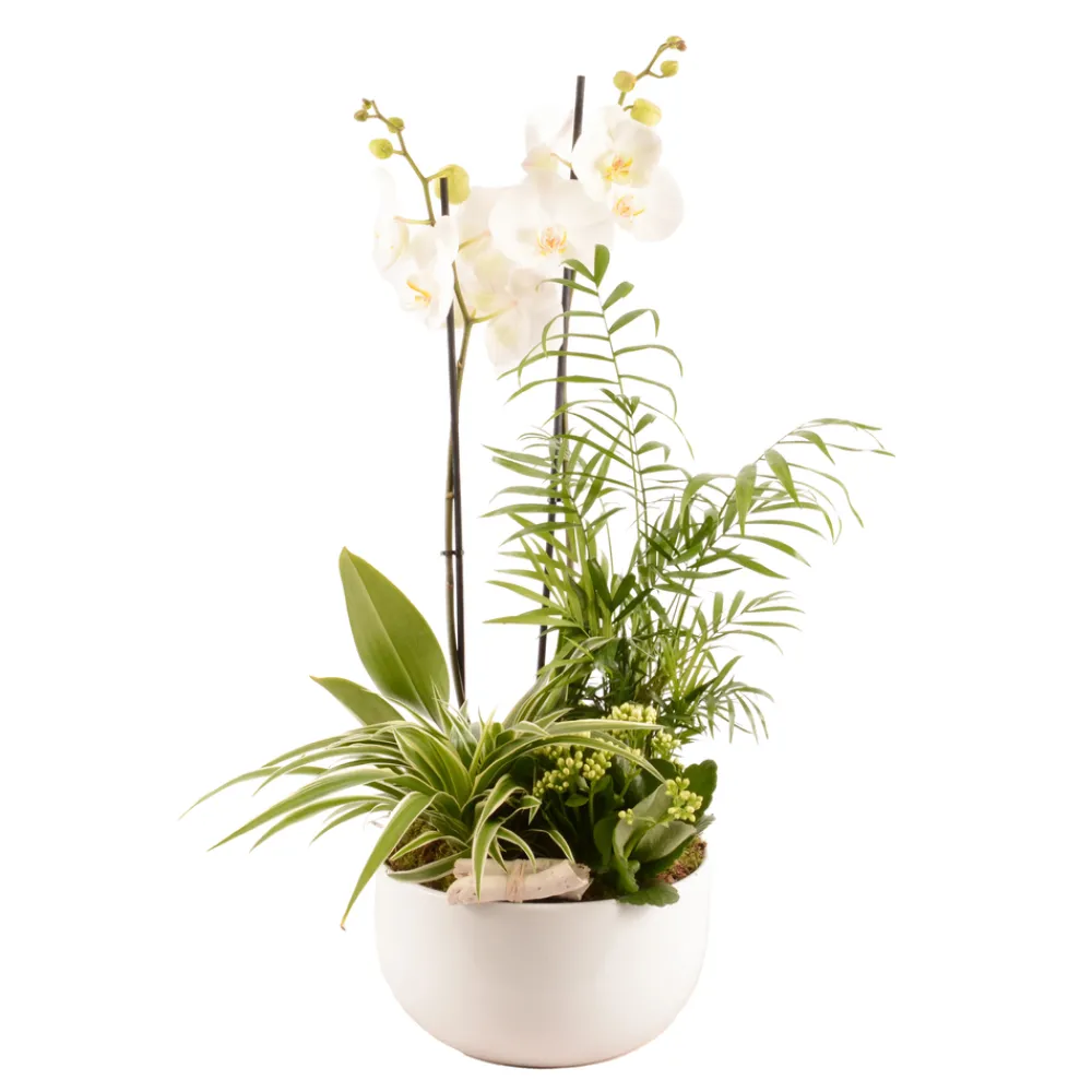 Creation Truffaut - Composition florale Phalaenopsis avec 4 plantes - Pot D.25cm/H.65cm Outlet