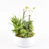 Creation Truffaut - Composition orchidée et 3 plantes : pot D.20cm Discount