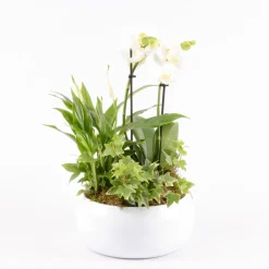 Creation Truffaut - Composition orchidée et 3 plantes : pot D.20cm Discount