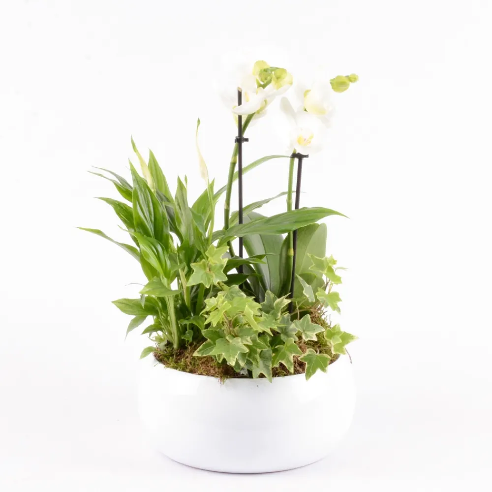Creation Truffaut - Composition orchidée et 3 plantes : pot D.20cm Discount