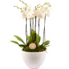 Creation Truffaut Terrariums Et Compositions | - Composition Phalaenopsis 6 tiges