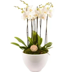 Creation Truffaut Terrariums Et Compositions | - Composition Phalaenopsis 6 tiges
