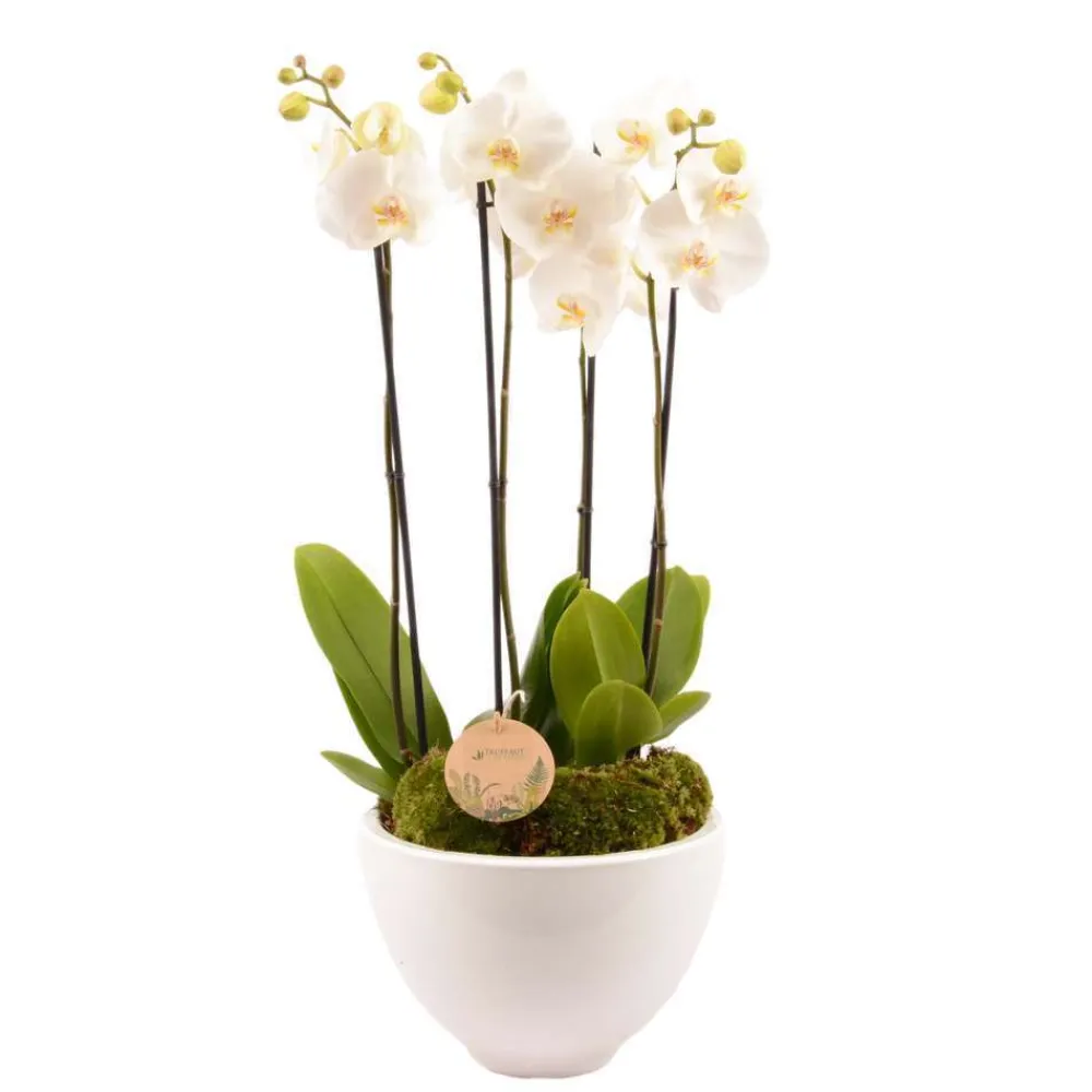 Creation Truffaut Terrariums Et Compositions | - Composition Phalaenopsis 4 tiges
